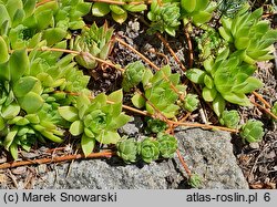 Sempervivum charadzeae