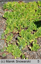 Sempervivum charadzeae