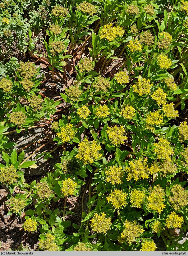 Hylotelephium verticillatum (rozchodnikowiec okółkowy)