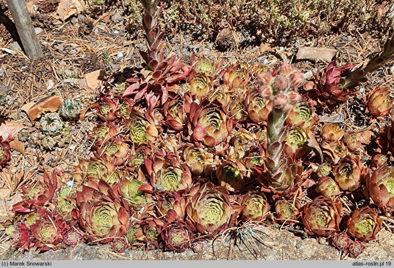 Sempervivum Feuerkopf