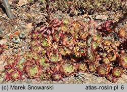 Sempervivum Feuerkopf