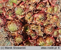 Sempervivum Feuerkopf