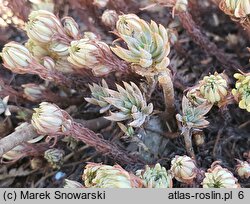 Petrosedum forsterianum (rozchodnik Forstera)