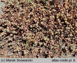 Petrosedum forsterianum (rozchodnik Forstera)