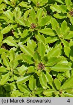 Phedimus aizoon Euphorbioides