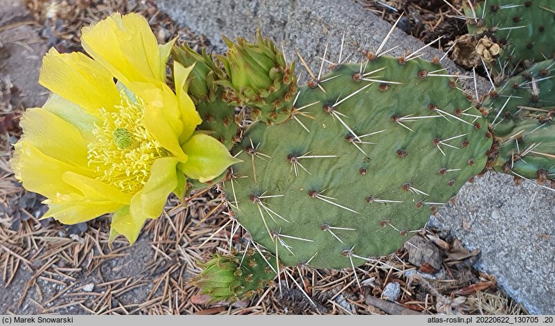 Opuntia phaeacantha var. camanchica cv. Albispina