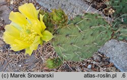 Opuntia phaeacantha var. camanchica cv. Albispina