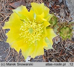 Opuntia phaeacantha var. camanchica cv. Albispina