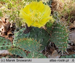 Opuntia phaeacantha var. camanchica cv. Albispina