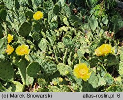 Opuntia humifusa (opuncja płożąca)