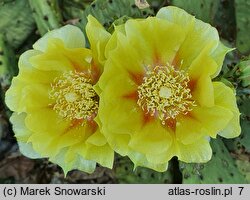 Opuntia humifusa (opuncja płożąca)