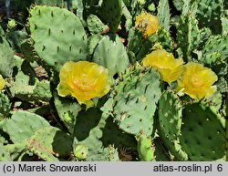 Opuntia humifusa (opuncja płożąca)