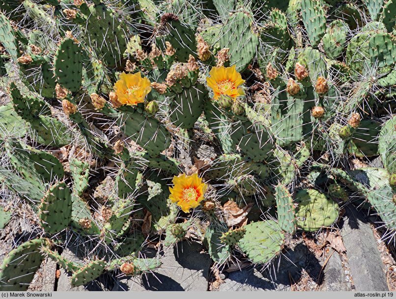 Opuntia phaeacantha var. camanchica cv. Longispina