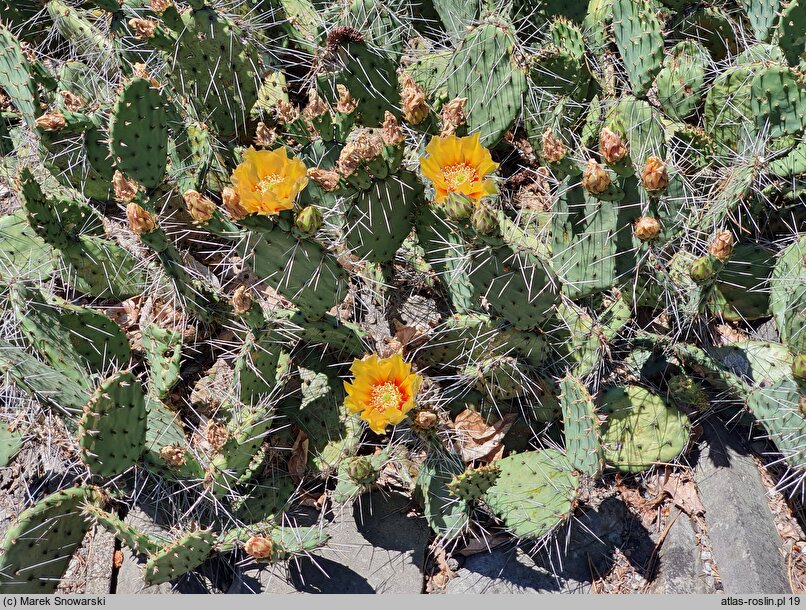 Opuntia phaeacantha var. camanchica ‘Longispina’