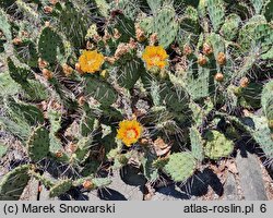 Opuntia phaeacantha var. camanchica cv. Longispina