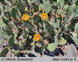 Opuntia phaeacantha var. camanchica ‘Longispina’