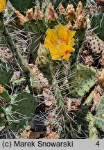 Opuntia phaeacantha var. camanchica ‘Longispina’