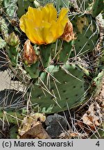 Opuntia phaeacantha var. camanchica ‘Longispina’