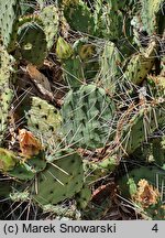 Opuntia phaeacantha var. camanchica ‘Longispina’