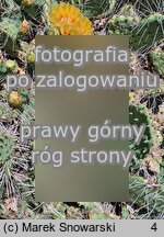 Opuntia phaeacantha var. camanchica ‘Longispina’