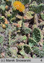 Opuntia phaeacantha var. camanchica ‘Longispina’