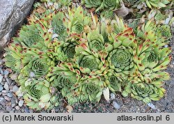 Sempervivum calcareum Bicolor