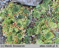 Sempervivum calcareum Bicolor