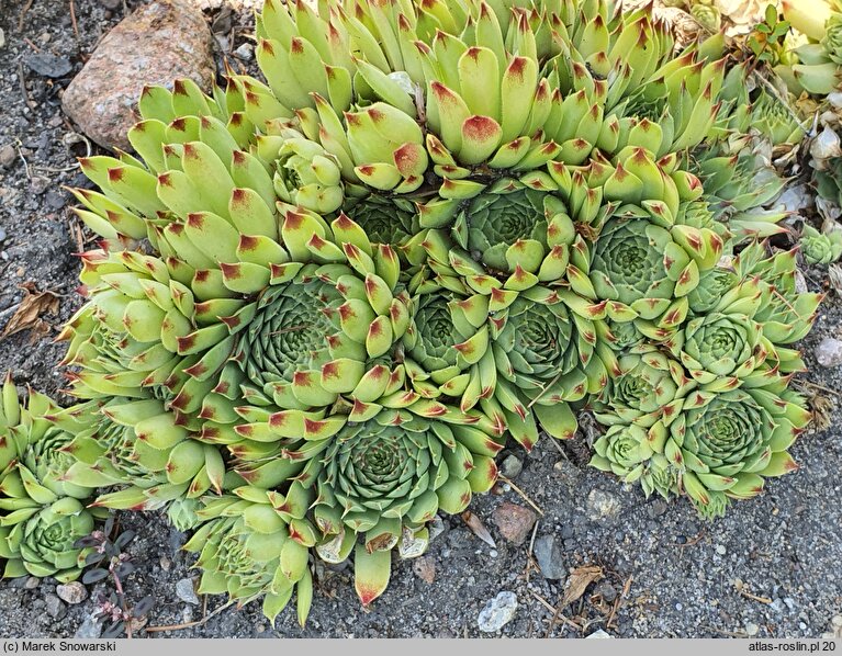 Sempervivum calcareum Bicolor