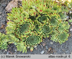 Sempervivum calcareum Bicolor