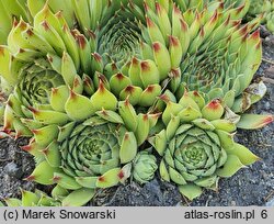 Sempervivum calcareum Bicolor