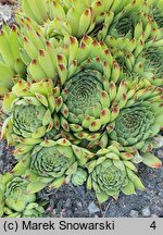 Sempervivum calcareum Bicolor