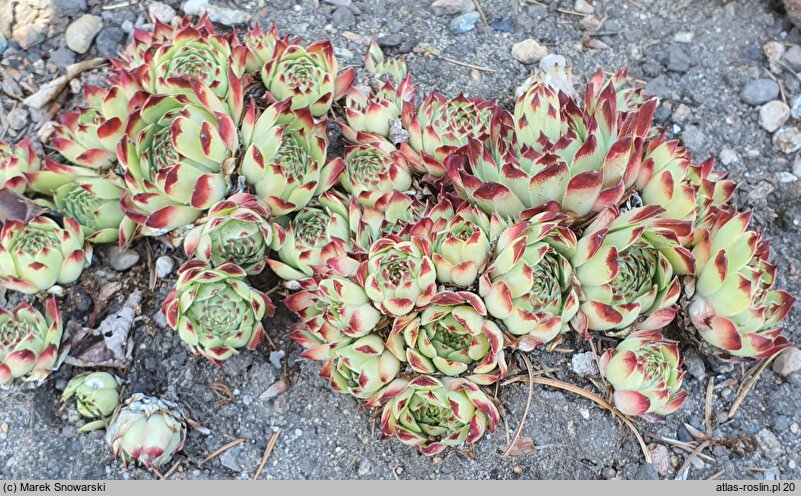 Sempervivum calcareum Mrs Guiseppi