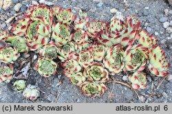 Sempervivum calcareum Mrs Guiseppi