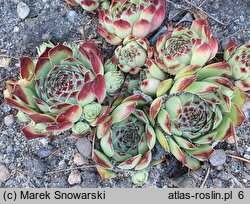 Sempervivum calcareum Mrs Guiseppi