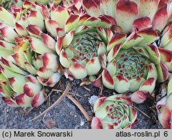 Sempervivum calcareum Mrs Guiseppi