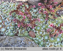 Sempervivum pumilum (rojnik drobny)