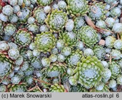 Sempervivum pumilum (rojnik drobny)