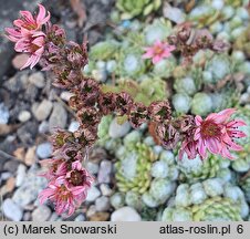 Sempervivum pumilum (rojnik drobny)