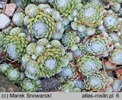 Sempervivum pumilum (rojnik drobny)