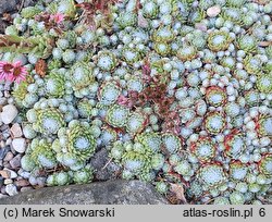 Sempervivum pumilum (rojnik drobny)