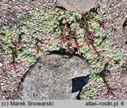 Sempervivum pumilum (rojnik drobny)