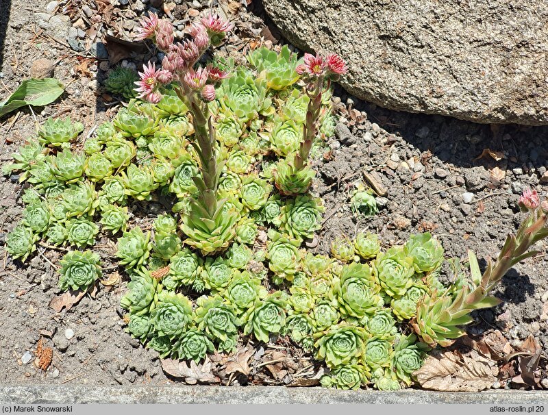 Sempervivum Mutal