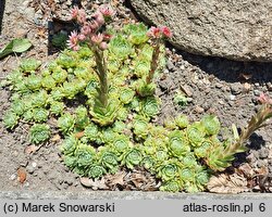 Sempervivum Mutal