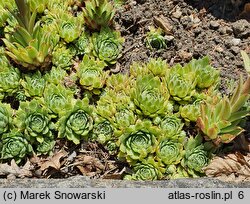 Sempervivum Mutal