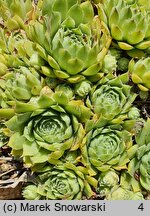 Sempervivum Mutal