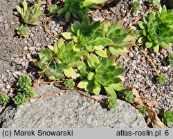 Sempervivum charadzeae