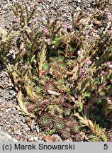 Sempervivum tectorum (rojnik murowy)