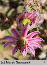 Sempervivum tectorum (rojnik murowy)