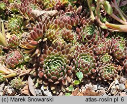 Sempervivum tectorum (rojnik murowy)