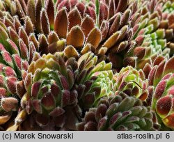 Sempervivum tectorum (rojnik murowy)